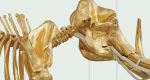 Gone But Not Forgotten | El esqueleto de mamut bañado en oro de Damien Hirst 24