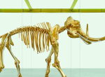 Gone But Not Forgotten | El esqueleto de mamut bañado en oro de Damien Hirst 6