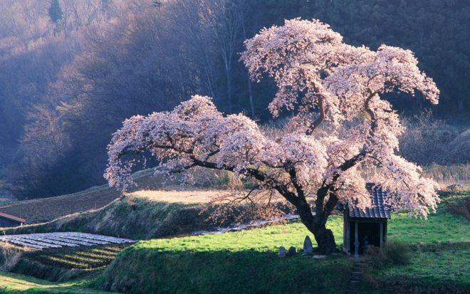 Hay que viajar a Japón para ver el cherry blossom 4