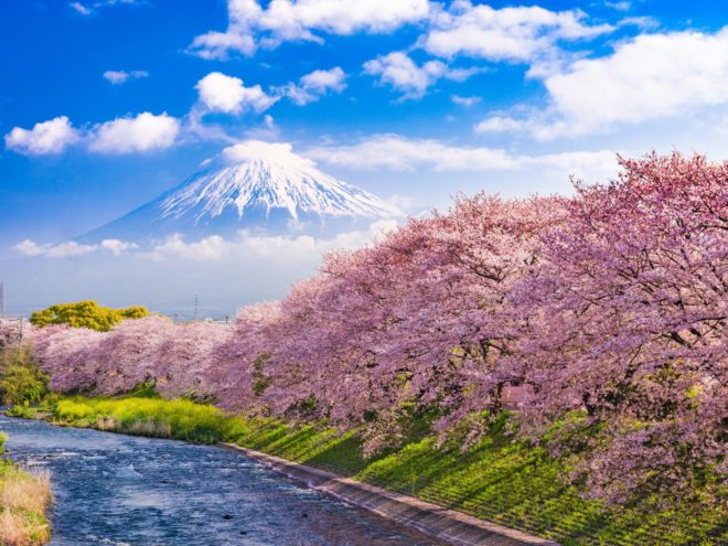 Hay que viajar a Japón para ver el cherry blossom 99