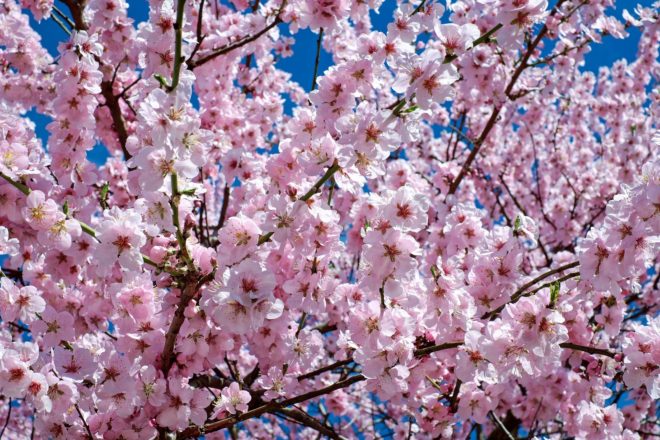 Hay que viajar a Japón para ver el cherry blossom 100