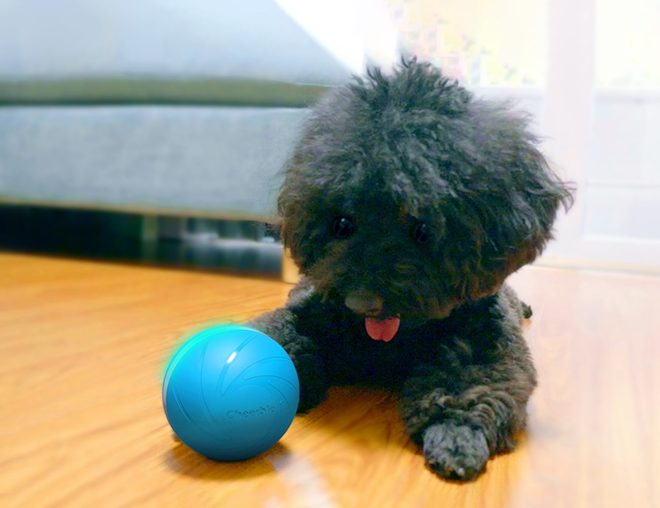 Mantén a tu perro ocupado con este juguete automatizado Cheerble Wicked Ball 10